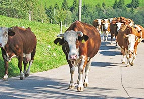 Vacances à la ferme dans la vallée de Münstertal, dans le Sud de la Forêt-Noire, Allemagne