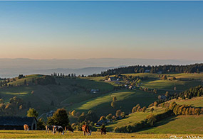 Vacances à la ferme dans la vallée de Münstertal, dans le Sud de la Forêt-Noire, Allemagne