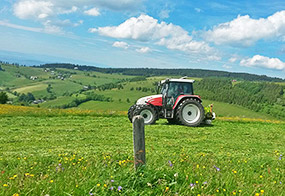 Saftige Wiesen im Schwarzwald / Schauinsland