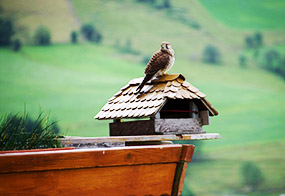 Vogelhäuschen am Rotenhof