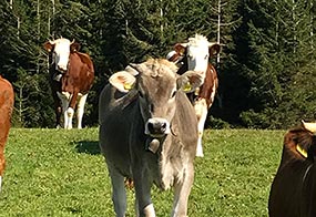 Unsere glücklichen Kühe auf der Weide