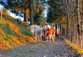 Abends werden die Kühe von der Weide in den Stall geholt