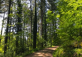 Natur pur